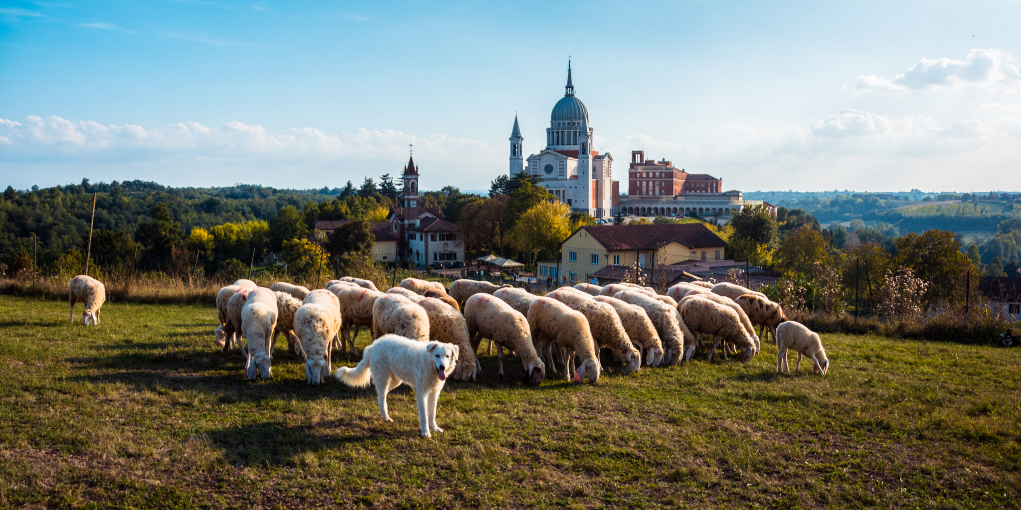 i-am-sending-you-out-like-sheep-in-the-midst-of-wolves-harpa-dei